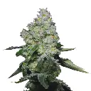 growerschoice_double_xl_tropical_cookies_autoflower.webp