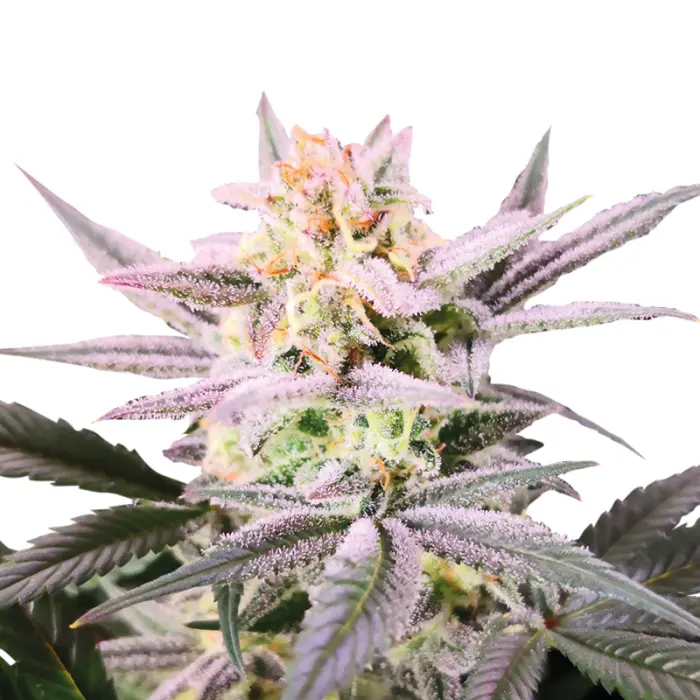 growerschoice_cannabis_seeds_double_xl_watermelon_weddingcake_autoflower.webp