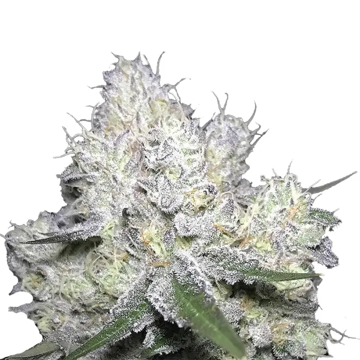 growerschoice_cannabis_seeds_duble_xl_watermelon_x_frosty_gelato_autoflower.webp