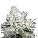 growerschoice_cannabis_seeds_duble_xl_watermelon_x_frosty_gelato_autoflower.webp