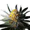 doosjeentop_034.webp