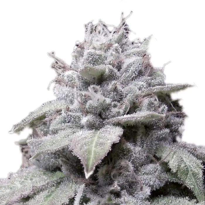 growerschoice_cannabis_seeds_gorilla_cookies_autoflower.webp