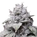 growerschoice_cannabis_seeds_gorilla_cookies_autoflower.webp