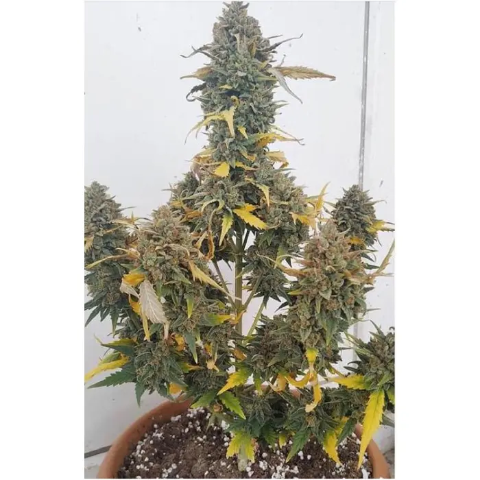 grapefruit_x_bubblegum_growers_choice_1_.webp