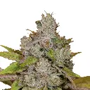 growerschoice_cannabis_seeds_monkey_glue_autoflower.webp