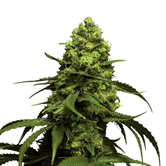 growerschoice_cannabis_seeds_monsterbud_autoflower.webp