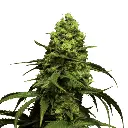 growerschoice_cannabis_seeds_monsterbud_autoflower.webp