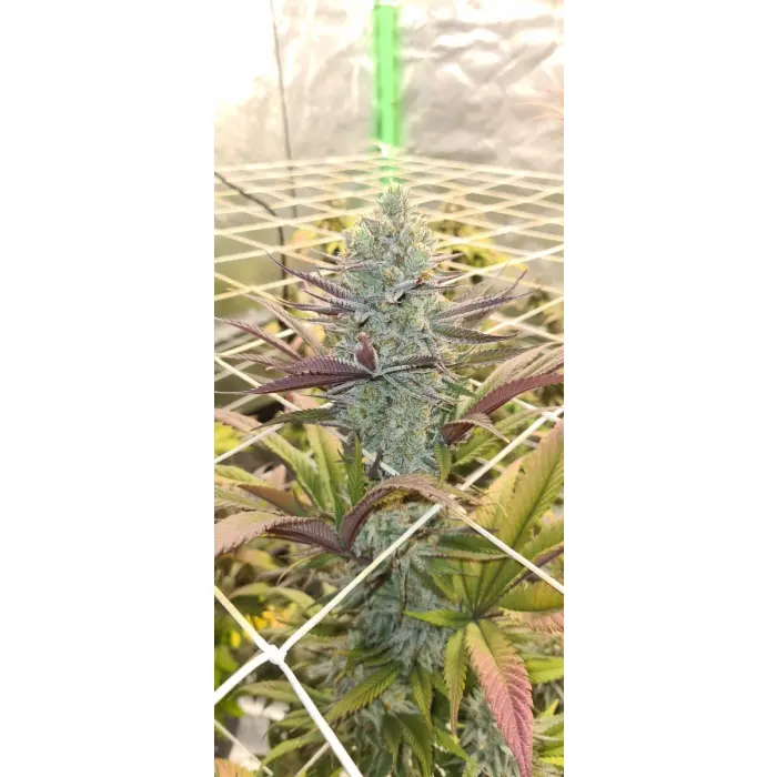 platinum_mimosa_autoflower_by_growerschoice_feminized_seeds.webp
