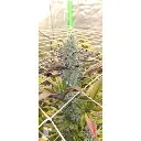 platinum_mimosa_autoflower_by_growerschoice_feminized_seeds.webp