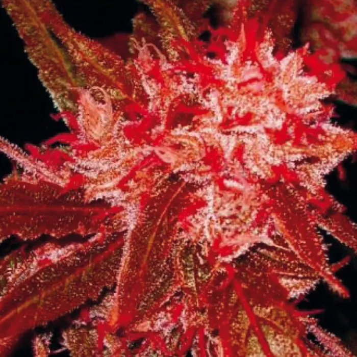 growerschoice_28.webp
