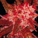 growerschoice_28.webp