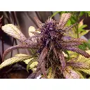 red_jack_growerschoice_auroflower.webp