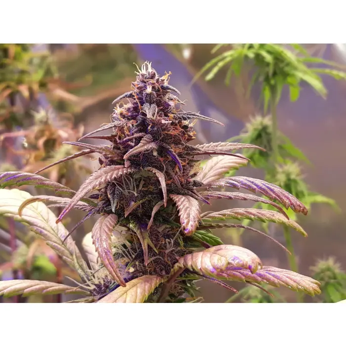 red_jack_autoflower_growerschoice_1_.webp