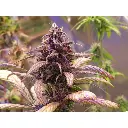 red_jack_autoflower_growerschoice_1_.webp