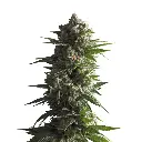 2021newstrain_tropicanaweddingcake_whitebackground.webp