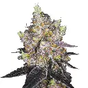 doosjeentop_078.webp