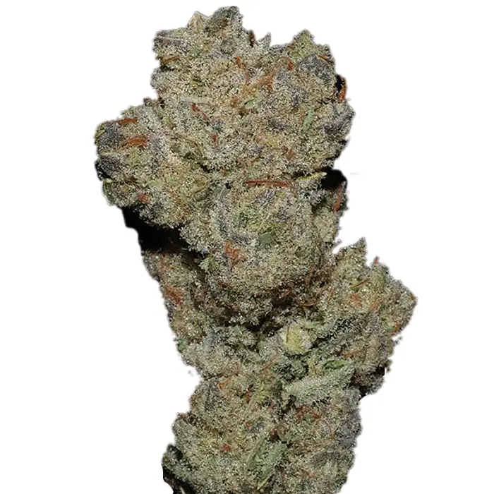 banana_glue_feminized_cannabis_seeds_by_growerschoice.webp
