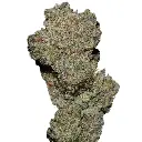 banana_glue_feminized_cannabis_seeds_by_growerschoice.webp