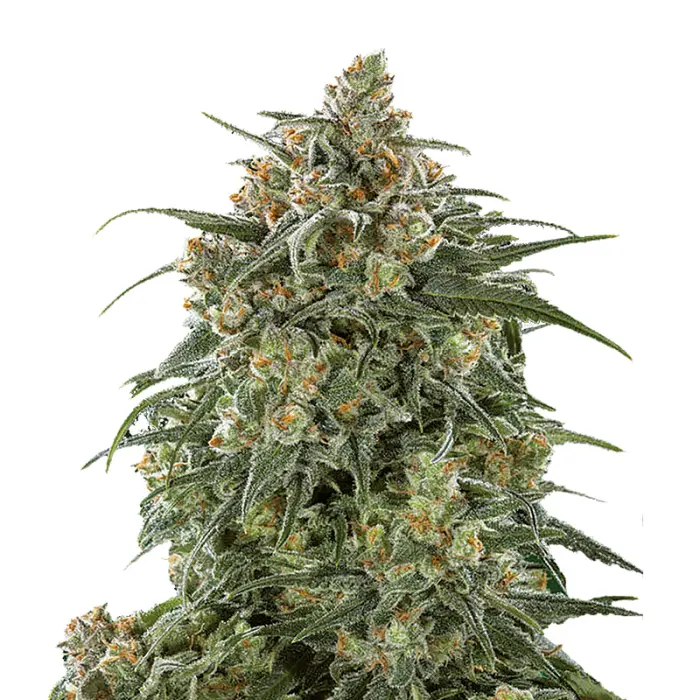 banana_sherbet_autoflower_feminized_cannabis_seeds_by_growerschoice_2_.webp