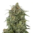 banana_sherbet_autoflower_feminized_cannabis_seeds_by_growerschoice_2_.webp