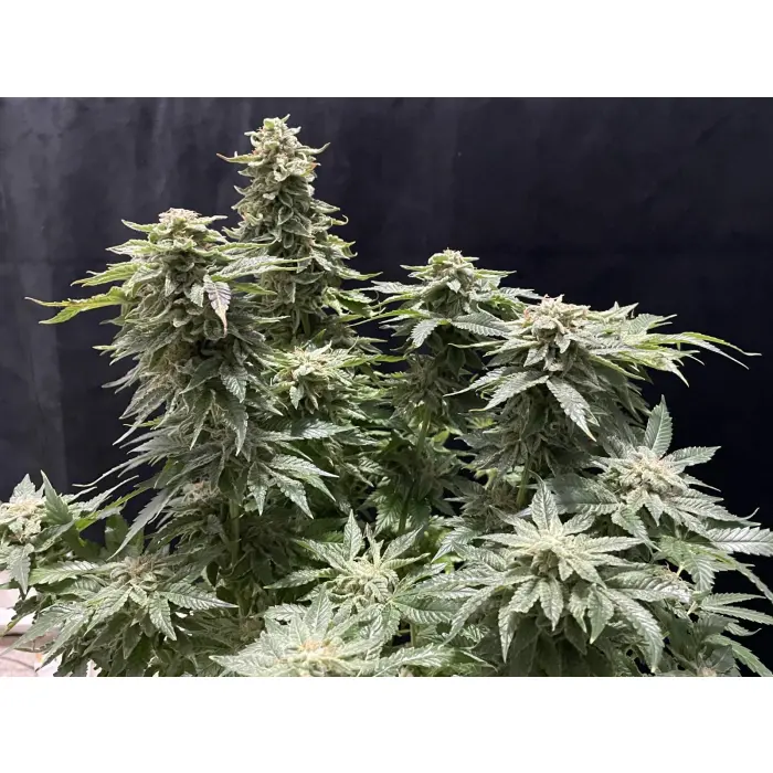 banana_sherbet_growerschoice_2.webp