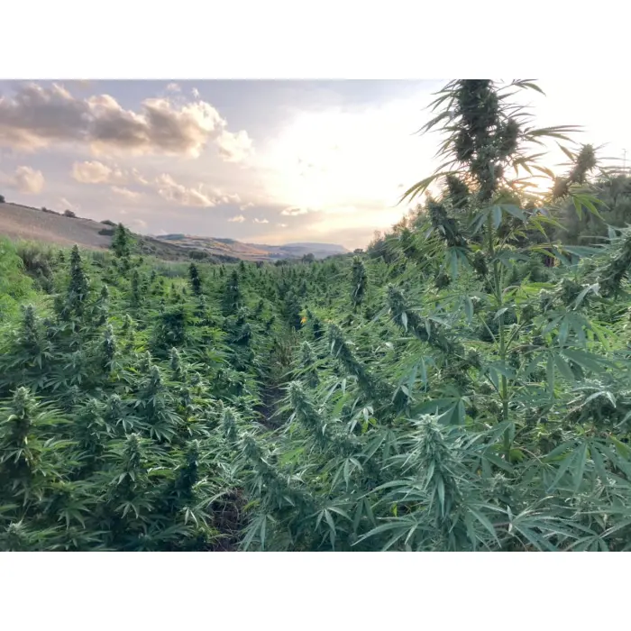blue_forestberry_growers_choice_2.webp