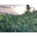 blue_forestberry_growers_choice_2.webp