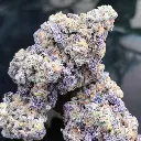 blue_zushi_by_growerschoice_feminized_cannabis_seeds.webp