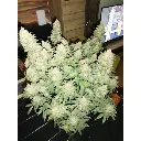 4396422_grow-journal-by-gunjahcrewgrowerschoicebraindamage-seeds-feminized.webp
