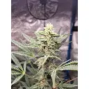 braindamage_autoflower_growerschoice.webp