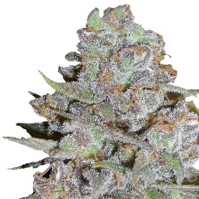 bubblegum_x_fat_hog_feminized_cannabis_seeds_by_growerschoice_1.webp