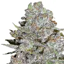 bubblegum_x_fat_hog_feminized_cannabis_seeds_by_growerschoice_1.webp