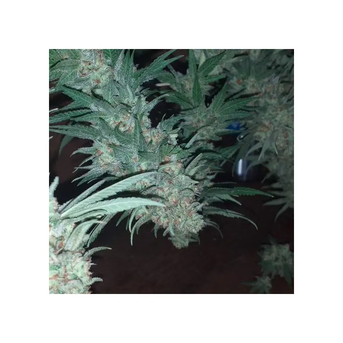 bubblegumfathog_growerschoice.webp