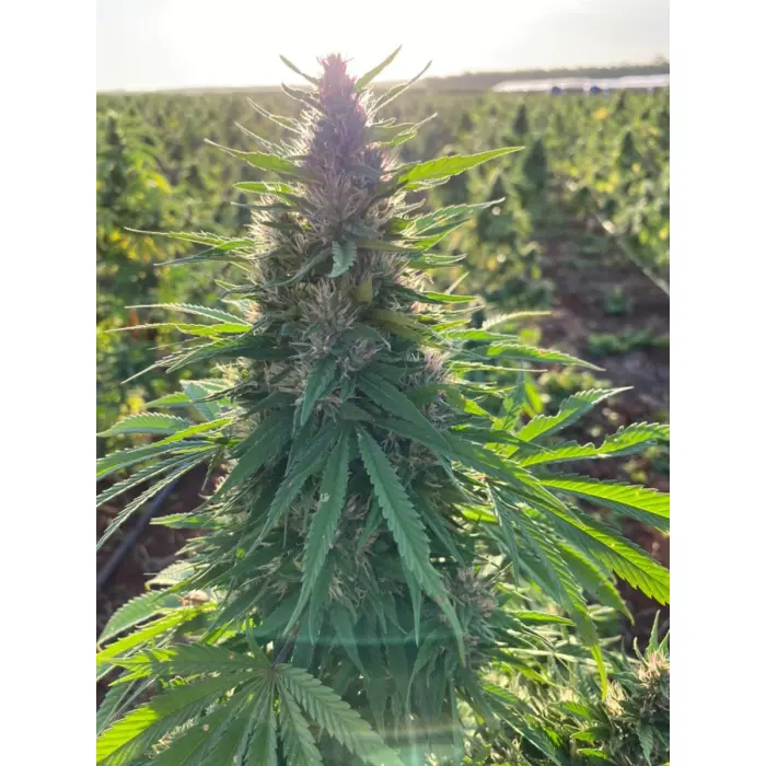 charlottes_dream_cbd_growerschoice.webp