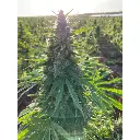 charlottes_dream_cbd_growerschoice.webp