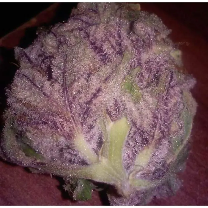 cherry_mac_muffin_by_growerschoice_feminized_cannabis_seeds.webp