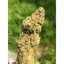 chocolate_sherbet_growers_choice_.webp