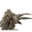 growerschoice_chocolatesherbet.webp