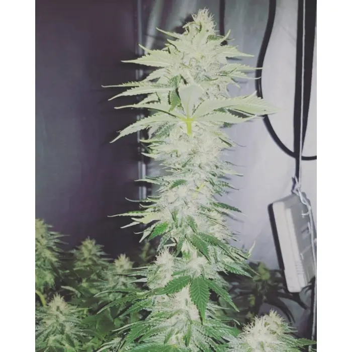 crazy_roses_fast_version_feminized_seeds_by_growerschoice.webp