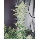 crazy_roses_fast_version_feminized_seeds_by_growerschoice.webp
