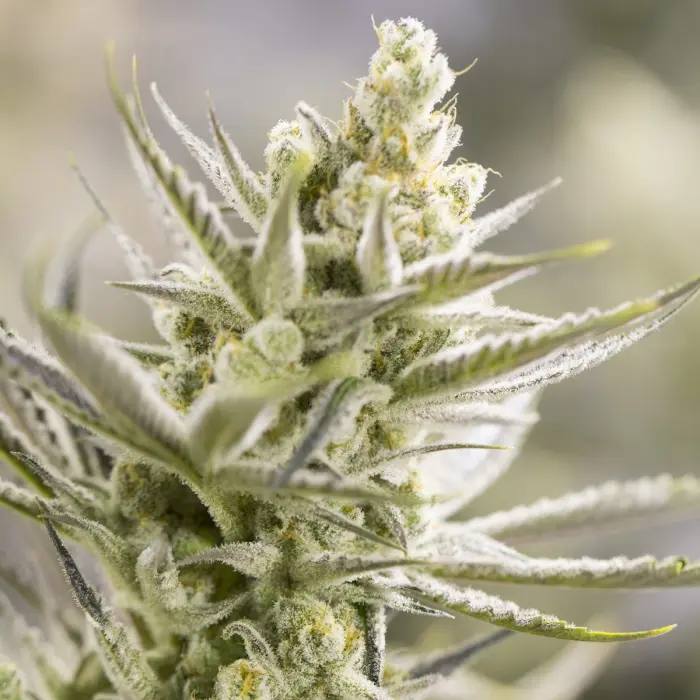 forbiddenruntz_plant2022.webp