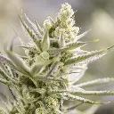 forbiddenruntz_plant2022.webp
