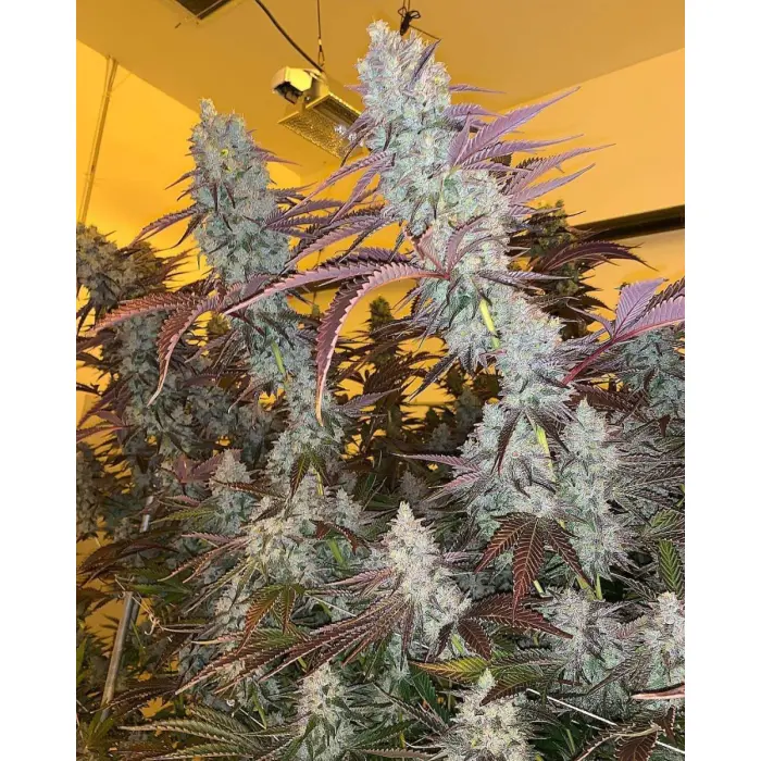 king_louis_garcia_by_growerschoice_feminized_cannabis_seeds.webp