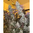 king_louis_garcia_by_growerschoice_feminized_cannabis_seeds.webp