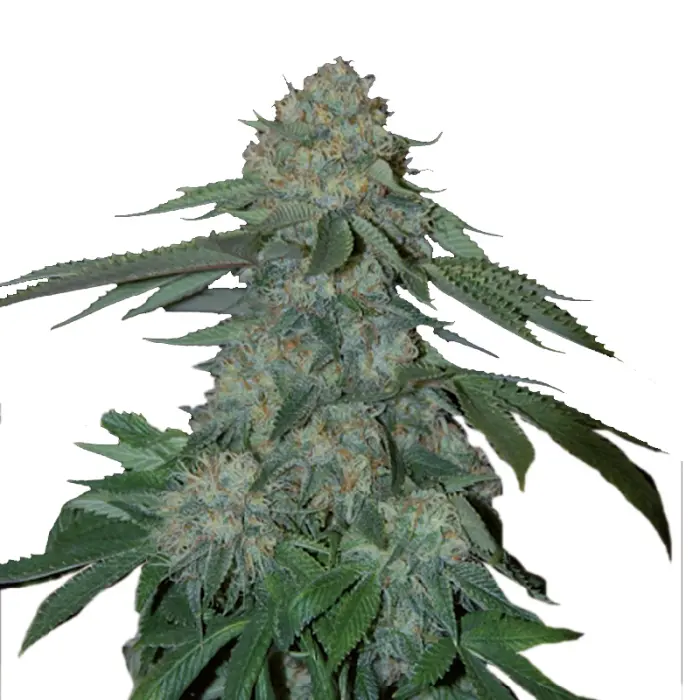 ko_kush_feminized_cannabis_seeds_by_growerschoice_1.webp