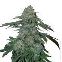 ko_kush_feminized_cannabis_seeds_by_growerschoice_1.webp