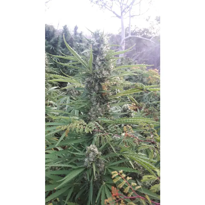 mighty_amstel_freezeland_growers_choice_7.webp