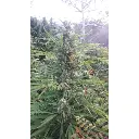 mighty_amstel_freezeland_growers_choice_7.webp