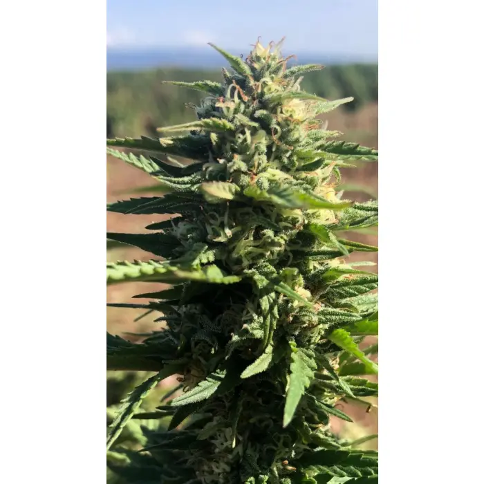 mighty_amstel_freezeland_growers_choice_3.webp