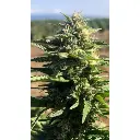 mighty_amstel_freezeland_growers_choice_3.webp